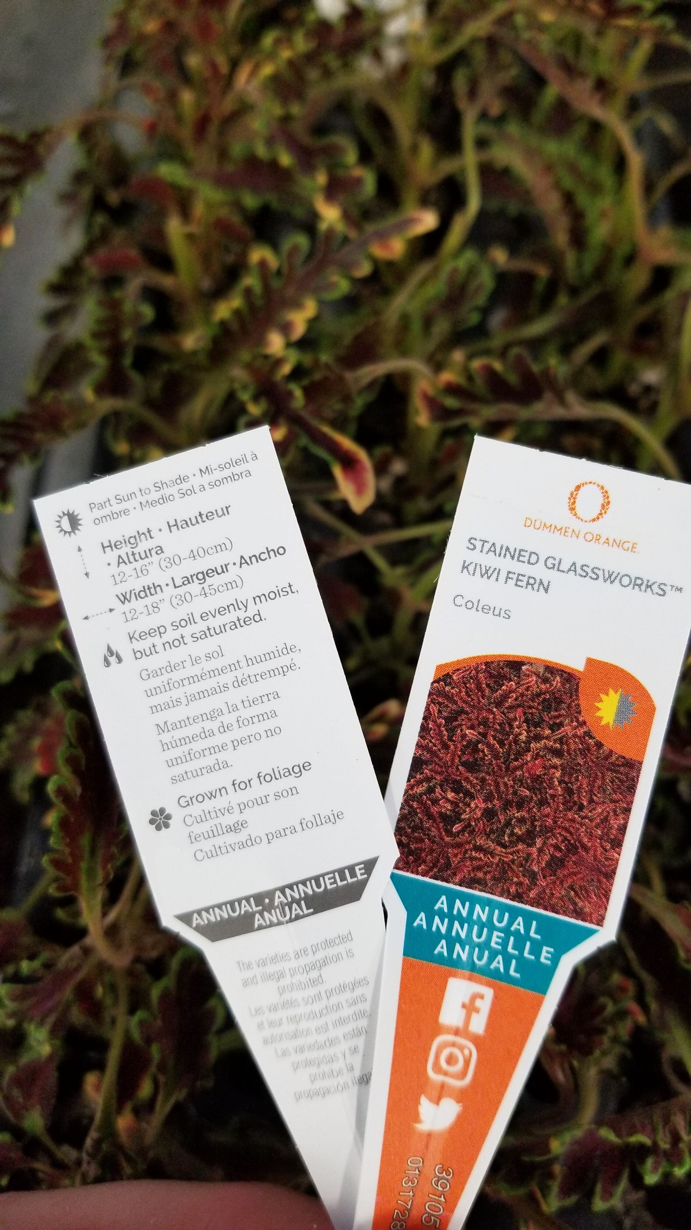 Coleus Stained Glass Kiwi Fern My Site